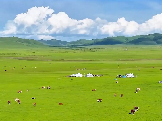内蒙古扎鲁特山地草原“夏日牧歌”