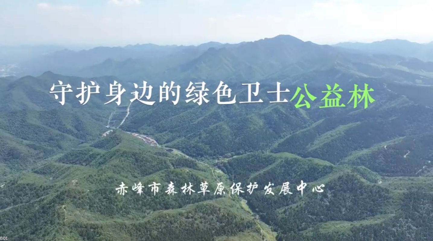 守护身边的绿色卫士 公益林