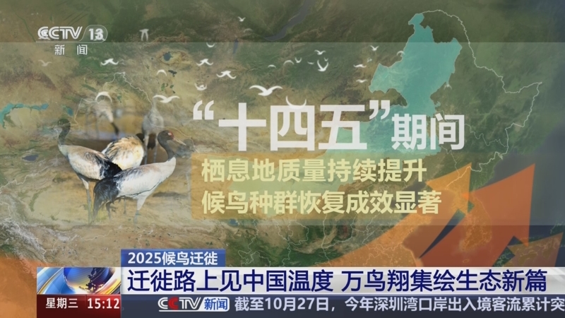 2025候鸟迁徙 迁徙路上见中国温度 ...