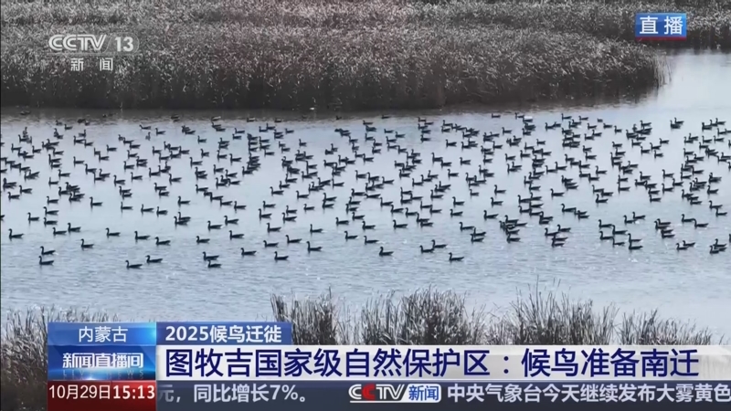 2025候鸟迁徙 内蒙古 图牧吉国家级...